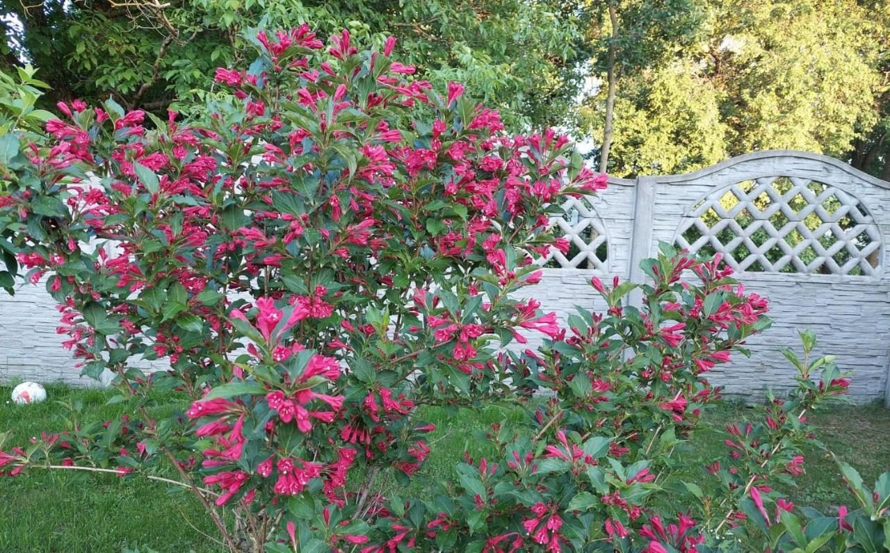קז'ימייז' דולני Magnolia Gospodarstwo Agroturystyczne מראה חיצוני תמונה